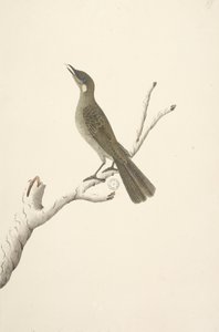 Página 68. Tamanho natural, August Lewin Honeyeater Meliphaga Lewinii, 1791-92 de Unknown artist