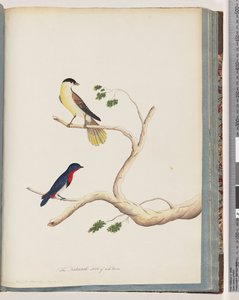 Página 70. 1. Ave não identificada. Bonnet Warbler de Unknown artist