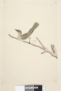 Página 70. Tamanho natural. August Fuscous Honeyeater Lichenostomus fuscus, 1791-92 de Unknown artist