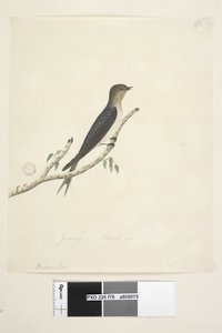 Página 76. Hirundo. no centro inferior em mão diferente Janeiro Tamanho natural Bem-vindo Andorinha Hirundo neoxena, 1791-92 de Unknown artist