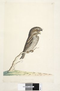 Página 78. Caprimulgus. no centro inferior, em outra mão 1-2 do tamanho natural Tawny Frogmouth Podargus strigoides, 1791-92 de Unknown artist