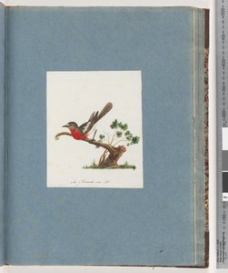 Página 81. Scarlet Robin de Unknown artist