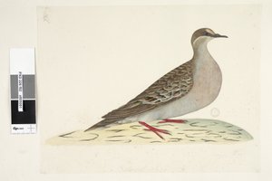 Página 82. Asa de Bronze. no centro inferior em mão diferente Tamanho natural Common Bronzewing Pigeon Phaps chalcoptera, 1791-92 de Unknown artist