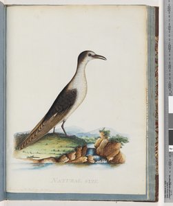 Página 85. Sooty Tern. Sterna novae Hollandae. New Holland Tern de Unknown artist
