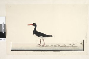 Página 87. Hematopus. no canto inferior direito em setembro diferente. ao longo da borda inferior em terceira mão O macho e a fêmea são sempre vistos juntos nas rochas e nos pontos baixos, mas deixaram totalmente o porto de serem perturbados com frequência de Unknown artist