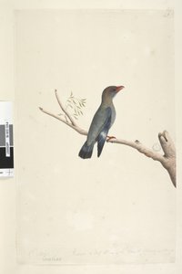 Página 8. Coraciae. ao longo da borda inferior na mão diferente de outubro. Reduzido à metade do tamanho do pássaro, o desenho foi tirado de Dollar, Bird Eurystomus orientalis, 1791-92 de Unknown artist