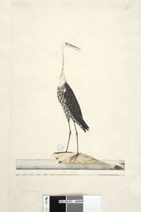 Página 91. Ciconia. título acima em outra mão Dezembro, íris duvidosa Branca, Garça Pescoço Ardea pacifica Notophoyx pacifica, 1791-92 de Unknown artist