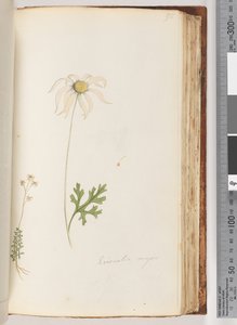 Página 95. Eriocalia major de Unknown artist