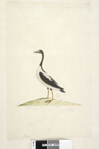 Página 98. Anas. ao longo da borda superior em outra mão Este pássaro é do tamanho de um ganso. Abaixo está um esboço do pé desenhado no tamanho natural Pied Goose Anseranas semipalmata, 1791-92 de Unknown artist