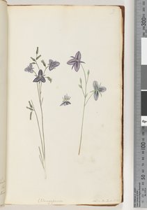 Página 9. Chlamysporum Sal. em Par Lond. Não. 35 de Unknown artist