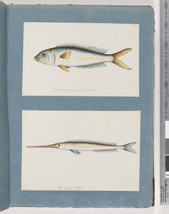 Página 9. Peixes não identificados. 10. Peixe não identificado de Unknown artist