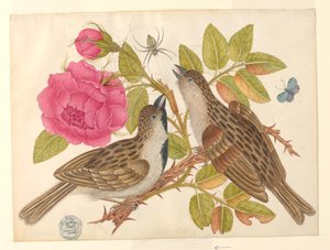 Par de pássaros marrons na haste de rosa com borboleta e aranha de Unknown artist