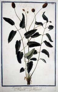 Pimprenelle: Pimpinella Sanguisorba major. de Unknown artist