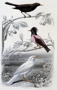 Prato da história natural: Blackbird, whitebird e pinkbird - em "Oeuvres de Buffon", ed. Furne Jouvet & cie, Paris de Unknown artist