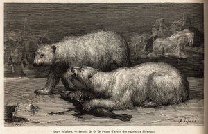 Ursos polares na bolsa de gelo, batendo numa foca que acabaram de apanhar. Gravura para ilustrar a viagem ao mar livre do pólo Ártico, pelo Dr. Hayes, cirurgião da Marinha dos Estados Unidos, em 1860-1862, publicada no "Le tour du monde, nouveau journal de de Unknown artist