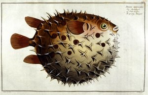 Peixe Porcupino depois de Marc Elieser Bloch Ichtyologie Paris - Berlim - Londres 1787. de Unknown artist