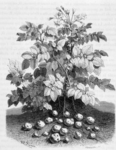 Batata e tubérculos de amido das suas raízes - Figueira de Unknown artist
