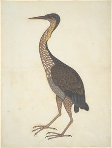Garça-vermelha (Ardea purpurea) de Unknown artist