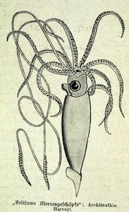Representação de um Architeuthis Harveyi, lula gigante. de Unknown artist