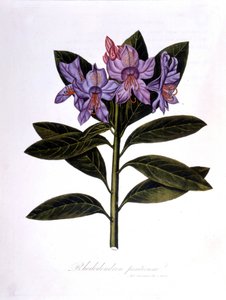 Rhododendron (Rhododendrum pontium). de Unknown artist