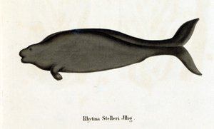 Rhytina Stelleri também chamada de vaca marinha Steller, exemplar desaparecido no século XVIII. de Unknown artist