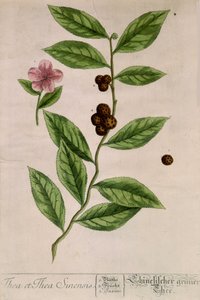 planta do chá Sinensis - tabuleiro botânico de Unknown artist