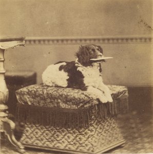 [Cão sentado com um pacote na boca]. de Unknown artist