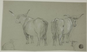Esboços de gado branco da Maremma de Unknown artist