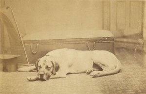 [Cão adormecido]. de Unknown artist