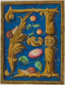 Caracóis, morangos e uma flor numa inicial "A" decorada de um manuscrito de Unknown artist