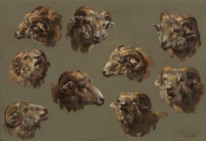 Estudos de cabeças de carneiro de Unknown artist