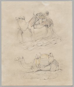 Estudo de camelos de Unknown artist