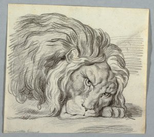 Estudo de um leão de Unknown artist
