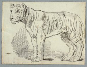Estudo de um tigre de Unknown artist