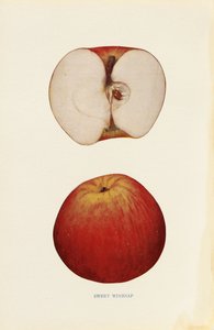 Doce Winesap de Unknown artist