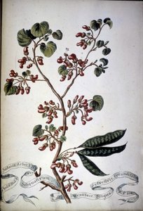 Sylvestris Rotundifolia. Herbário do século XIX. de Unknown artist