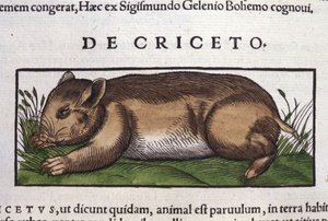 O Hamster em Historia Animalium por Conrad Gesner (1516 - 1565), Tiguri de Unknown artist