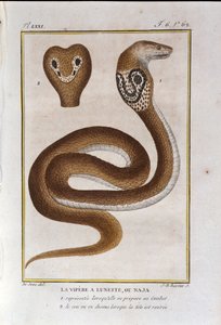 A víbora de luneta ou Naja. Placa retirada de uma traição da História Natural de "Obras de Buffon" pelo naturalista Georges Louis Leclerc, Conde de Buffon (1707 - 1788). Século XIX de Unknown artist