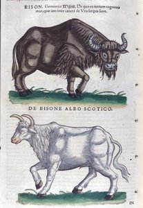 O bisonte e o bisonte branco de Historiae animalium por Konrad Gesner, Tiguri de Unknown artist