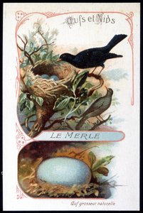 O melro e o seu ninho - chromo, final do século XIX de Unknown artist