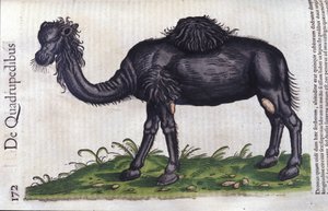 O camelo de Historiae animalium por Konrad Gesner, Tiguri de Unknown artist