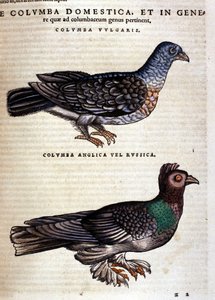 A pomba depois do Historia Animalium de Conrad Gesner, Tiguri 1560. Biblioteca nazionale Braidense. Milão de Unknown artist