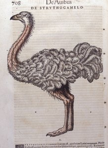 A avestruz - de Historiae animalium de Konrad Gesner, Tiguri de Unknown artist