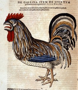 O galo depois do Historia Animalium de Conrad Gesner, Tiguri 1560. Biblioteca nazionale Braidense. Milão de Unknown artist