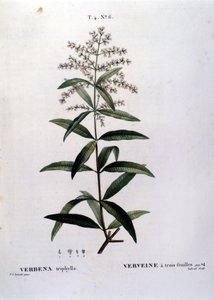 A verbena. A gravura do século XIX. de Unknown artist