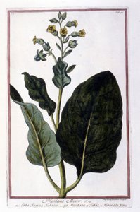 Planta do tabaco (Nicotiana Minor). Tábua botânica de um herbário do século XVIII. de Unknown artist