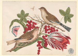 Dois pássaros marrons no galho com tulipa, frutas e insetos de Unknown artist