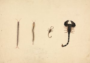Dois Escorpiões e Duas Centopeias de Unknown artist