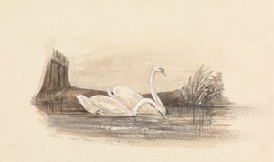 Dois cisnes num lago de Unknown artist