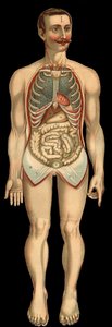 Vista do peito e da cavidade abdominal de frente após a remoção da costela e da gaiola abdominal. (intestino grelo, estômago, etc.) de Unknown artist